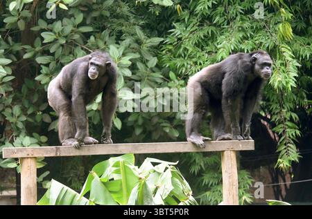 Patna, Inde. 14 juillet 2025. PATNA, INDE - 14 JUILLET : chimpanzé à l'occasion de la Journée mondiale des chimpanzés à Sanjay Gandhi Jaivik Udyan le 14 juillet 2025 à Patna, Inde. (Photo de Santosh Kumar/Hindustan Times/Sipa USA) crédit : Sipa USA/Alamy Live News Banque D'Images