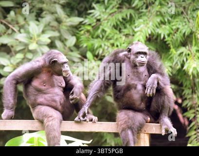 Patna, Inde. 14 juillet 2025. PATNA, INDE - 14 JUILLET : chimpanzé à l'occasion de la Journée mondiale des chimpanzés à Sanjay Gandhi Jaivik Udyan le 14 juillet 2025 à Patna, Inde. (Photo de Santosh Kumar/Hindustan Times/Sipa USA) crédit : Sipa USA/Alamy Live News Banque D'Images