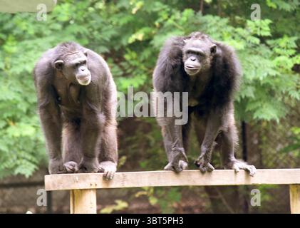 Patna, Inde. 14 juillet 2025. PATNA, INDE - 14 JUILLET : chimpanzé à l'occasion de la Journée mondiale des chimpanzés à Sanjay Gandhi Jaivik Udyan le 14 juillet 2025 à Patna, Inde. (Photo de Santosh Kumar/Hindustan Times/Sipa USA) crédit : Sipa USA/Alamy Live News Banque D'Images
