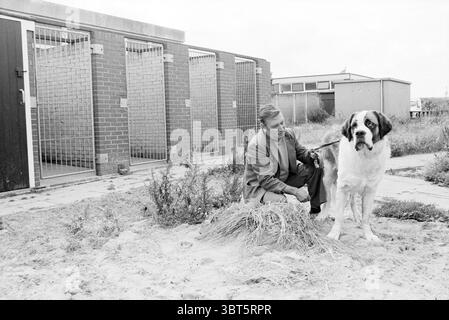 Chenils d'accueil d'animaux Kennemer, Whizgle News, Dutch Desk, pays-Bas, 1950 - 2000 en 1978. L'image montre ces rubriques. Dans une scène discrète et monochrome, un homme est assis à côté d'un grand chien d'apparence douce, un Saint Bernard, dans un cadre qui semble être un refuge pour animaux ou un chenil. L'homme, vêtu d'un pull à motifs et d'un pantalon, a une expression réfléchie car il se penche légèrement vers le chien, qui se tient grand à côté de lui, regardant directement le spectateur avec un comportement calme. Le fond comporte plusieurs cages, rappelant un chenil, en brique et en métal, avec une simple, utilitaire Banque D'Images
