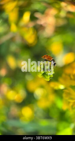 Coccinelle (coccinelle) macro photographie. Un gros plan sur le bug orange. Banque D'Images