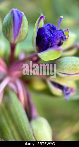 Tradenscatia (Virginia Spiderwort) macro photographie de fleurs violettes. Gros plan d'une petite fleur bleu-violet. Banque D'Images