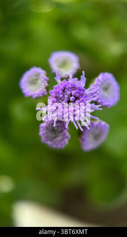 Blue ageratum houstonianum fleurs macro photographie. Fleurs violettes et bulbes rapprochés. Banque D'Images