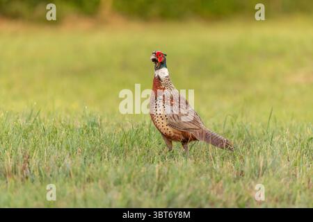 Un faisan coloré se dresse fièrement dans un champ vert luxuriant tandis que la lumière dorée du crépuscule illumine ses plumes vibrantes. Les oiseaux chantent et l'environnement Banque D'Images