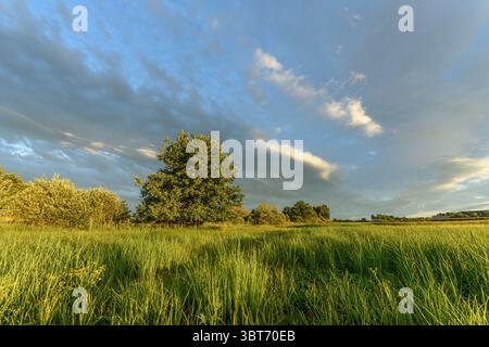 Un champ luxuriant rempli de fleurs sauvages jaune vif s'étend à travers le paysage. De grandes herbes balancent doucement dans la brise sous une fille du ciel du soir Banque D'Images