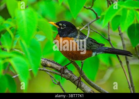 Merle d'Amérique (Turdus migratorius), le Grand Sudbury, Ontario, Canada Banque D'Images