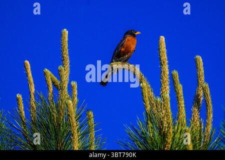 Merle d'Amérique (Turdus migratorius), le Grand Sudbury, Ontario, Canada Banque D'Images