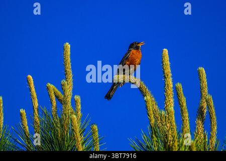 Merle d'Amérique (Turdus migratorius), le Grand Sudbury, Ontario, Canada Banque D'Images