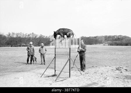Police dog club Midden Heerenduinen Dogs police Driehuis, Whizgle News, Dutch Desk, pays-Bas, 1950 - 2000 le 12-04-1986. L'image montre ces rubriques. La scène présente un terrain d'entraînement extérieur, probablement dans un champ spacieux avec un paysage doucement roulant. Au premier plan, un homme se tient à côté d'une grande structure en bois, conçue pour qu'un chien puisse sauter par-dessus. Il est engagé avec un chien qui saute, qui est en plein air, montrant l'agilité comme il dégage gracieusement le sommet de l'obstacle. Le chien a une construction musculaire et est capturé dans un moment de détermination concentrée. A gauche, un autre homme, désinvolte Banque D'Images