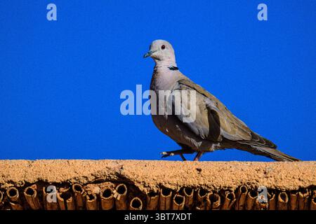 Colombe eurasienne à col, colombe à col ou colombe turque (Streptopelia decaocto), ait Ben Haddou, Maroc Banque D'Images