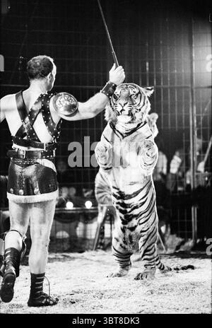 Circus Dakine Togni Amsterdam Amsterdam pays-Bas, Whizgle News, Dutch Desk, pays-Bas, 1950 - 2000 le 28-07-1992. L'image inclut ces rubriques. La scène représente un spectacle de cirque, rempli de tension et de drame. Au premier plan, un artiste musclé est capturé en pleine action, portant un costume saisissant qui brille sous les projecteurs. Sa tenue comprend une armure décorative sur sa poitrine et un short de style gladiateur, lui donnant un air de force et d'autorité. En face de lui, un majestueux tigre se tient debout sur ses pattes arrière, montrant à la fois puissance et grâce. La fourrure du tigre est audacieuse an Banque D'Images