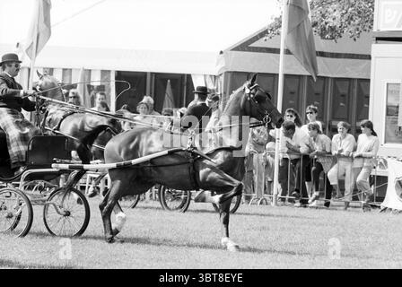 Ambiance compétition Hippique dans le Haarlemmermeerse Bos, Whizgle News, Dutch Desk, pays-Bas, 1950 - 2000 le 19-06-1992. Ces rubriques sont illustrées dans l'image. La scène présente une compétition équestre dynamique dans un environnement extérieur dynamique. Au premier plan, un cheval poli, son pelage brillant, présente une pose gracieuse, les jambes serrées à mi-foulée, capturant une sensation de mouvement. Le cheval est attelé à un chariot traditionnel, un design classique avec des courbes élégantes, transmettant un sentiment d'héritage. Deux chauffeurs bien habillés, ornés d'une tenue habillée qui comprend des chapeaux hauts et des Banque D'Images