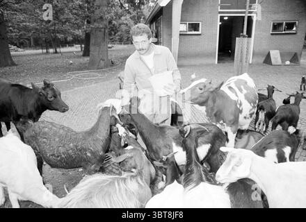 Jardinier français à Haarlemmerhout Haarlem Haarlemmerhout pays-Bas, Whizgle News, Dutch Desk, pays-Bas, 1950 - 2000 le 16-09-1990. Ces rubriques sont illustrées dans l'image. Dans un cadre rustique de cour de ferme, une personne se tient au centre, engagée avec un groupe d'animaux. L'individu, portant une tenue de travail pratique, semble concentré alors qu'il distribue la nourriture entre un mélange de chèvres et de vaches. Les animaux, de taille et de couleur variables, se rassemblent étroitement autour, affichant une gamme de nuances allant du noir et blanc au brun et crème. Le sol sous-jacent est une combinaison de pavés et de terre, suggérant un Banque D'Images