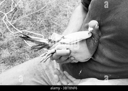 Pigeon voyageur de Max Spikens Birds, Whizgle News, Dutch Desk, The Netherlands, 1950 - 2000 sur 30-07-1982. Voici les rubriques de l'image. La scène représente une interaction rapprochée entre une personne et un oiseau, en particulier un pigeon. L'individu semble assis, son bras berçant doucement le pigeon. Le teint de la personne contraste avec les plumes plus claires de l’oiseau, qui montrent des motifs complexes de gris et de blanc. Le pigeon se repose confortablement, avec ses ailes près de son corps, suggérant un comportement calme. Un petit appareil ou accessoire est visible sur l'un des bi Banque D'Images