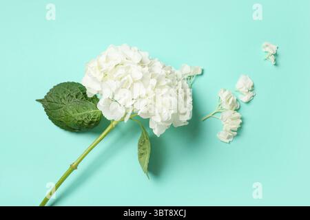 Fleur d'hortensia blanche sur fond turquoise Banque D'Images