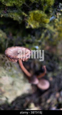 Petit champignon brun poussant sur un arbre délabré macro photographie Banque D'Images