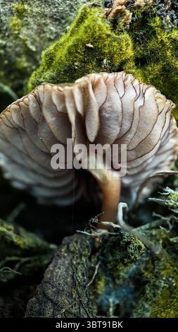 Petit champignon brun poussant sur un arbre délabré macro photographie Banque D'Images