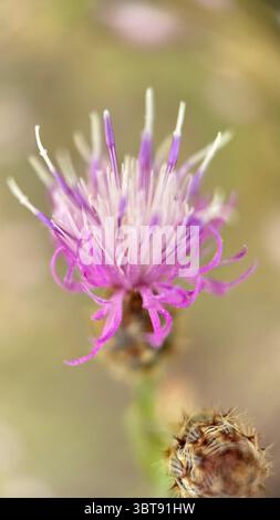 Photographie macro diffuse de fleurs en knapweed. Gros plan de fleur. Banque D'Images
