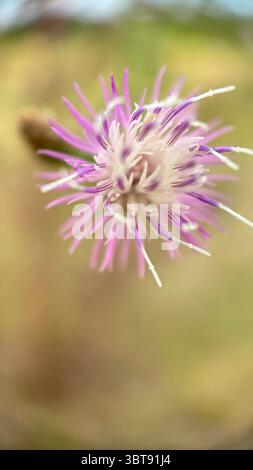 Photographie macro diffuse de fleurs en knapweed. Gros plan de fleur. Banque D'Images