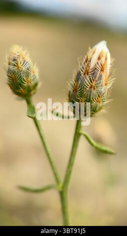 Photographie macro diffuse de fleurs en knapweed. Gros plan de fleur. Banque D'Images