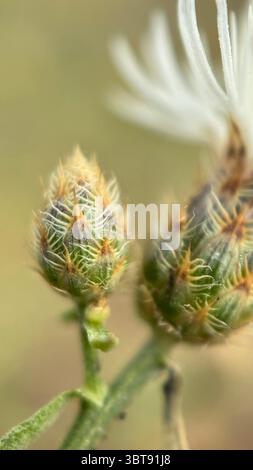 Photographie macro diffuse de fleurs en knapweed. Gros plan de fleur. Banque D'Images