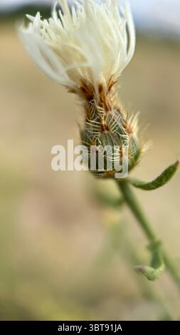 Photographie macro diffuse de fleurs en knapweed. Gros plan de fleur. Banque D'Images