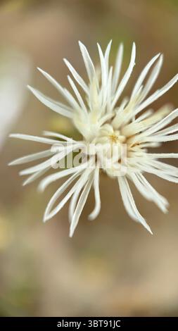Photographie macro diffuse de fleurs en knapweed. Gros plan de fleur. Banque D'Images