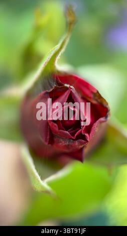 Un bourgeon d'une photographie macro rose. Gros plan d'un bouton de rose. Banque D'Images
