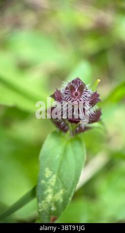 Gros plan d'une fleur violette de prunella vulgaris. Macrophotographie. Banque D'Images