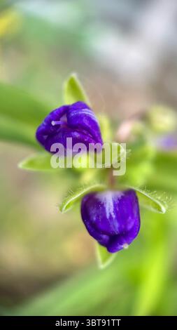 Tradenscatia (Virginia Spiderwort) macro photographie de fleurs violettes. Gros plan d'une petite fleur bleu-violet. Banque D'Images