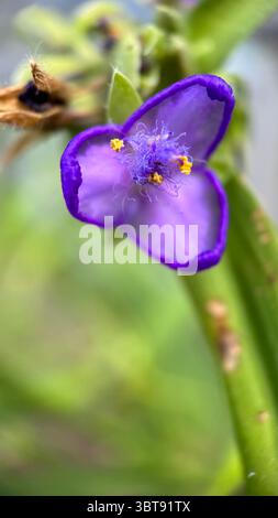 Tradenscatia (Virginia Spiderwort) macro photographie de fleurs violettes. Gros plan d'une petite fleur bleu-violet. Banque D'Images