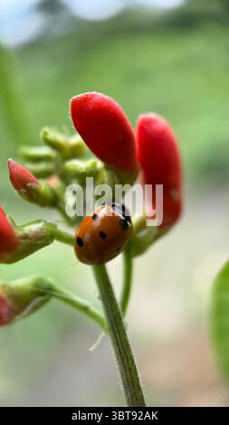 Coccinelle (coccinelle) macro photographie. Un gros plan sur le bug orange. Banque D'Images