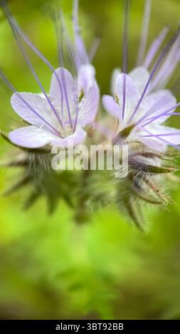 Lacy Phacelia fleurs violet clair macro photographie. Un gros plan de fleurs violettes. Banque D'Images