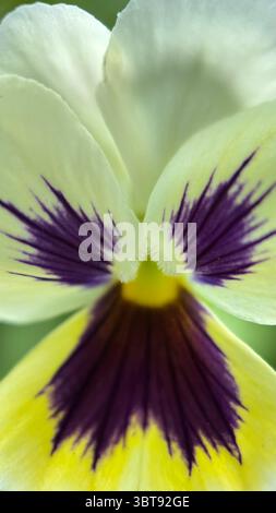 Un gros plan de fleur de pensée violette et jaune. Macro photographie de fleurs violettes Banque D'Images