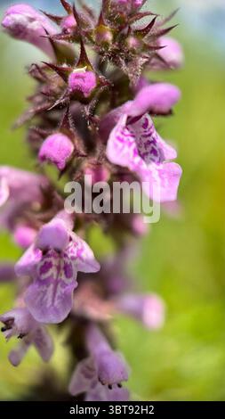 Macrophotographie de fleurs roses aux milles des marais. Banque D'Images