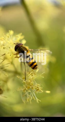 Couleur noir et jaune hoverfly nectaring une macro photographie de fleur. Banque D'Images