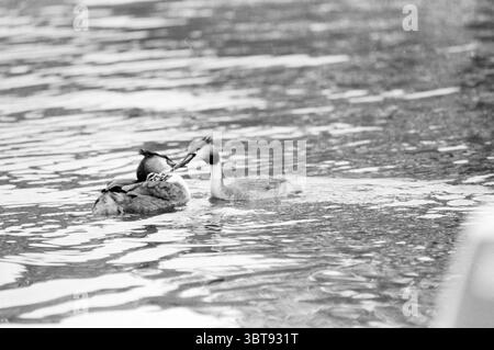 Jeunes grebes dans le port de Spaarnwoude oiseaux Spaarnwoude, Whizgle News, Dutch Desk, pays-Bas, 1950 - 2000 on 25-06-1987. L'image contient ces rubriques. La scène représente deux canards glissant gracieusement sur un plan d'eau, créant de douces ondulations dans leur sillage. La surface de l'eau est un mélange serein de nuances de gris plus claires et plus sombres, reflétant les couleurs sourdes autour. Un canard a une tête tuftée distinctive, présentant des plumes douces qui lui donnent une silhouette unique, tandis que l'autre a un corps plus profilé avec des plumes à motifs qui suggèrent une texture riche. Le paramètre apparaît Banque D'Images