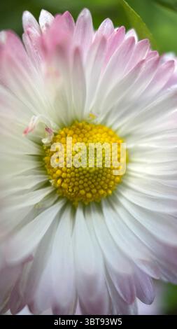 Photographie macro de fleurs blanches en marguerites. Un gros plan d'une Marguerite pétales et centre jaune. Banque D'Images