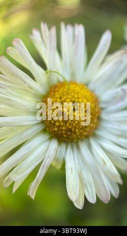 Photographie macro de fleurs blanches en marguerites. Un gros plan d'une Marguerite pétales et centre jaune. Banque D'Images