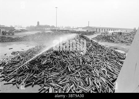 Chargement de poisson au fourgon. Navire Gelder Polar 3 navires pêche et autres pêcheurs pêche, Whizgle News, Dutch Desk, pays-Bas, 1950 - 2000 on 27-10-1981. Ces rubriques sont illustrées dans l'image. La scène capture une grande zone industrielle sous un ciel gris et silencieux. Un tas substantiel de bûches de bois domine le premier plan, disposés de manière désordonnée et apparemment croissant en hauteur. Les bûches ont un aspect altéré, avec diverses nuances de brun et des notes de gris. Ils sont mouillés d'être pulvérisés avec de l'eau, créant un léger éclat et améliorant les détails texturaux. En arrière-plan, plusieurs stru Banque D'Images