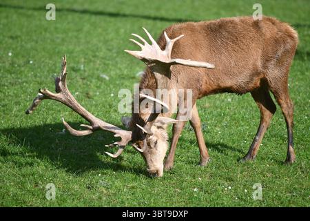 Cerf rouge dans l'île du Sud de la Nouvelle-Zélande Banque D'Images