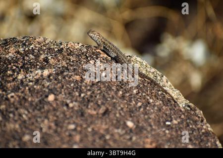 petit lézard brun assis sur un grand rocher dans le désert Banque D'Images