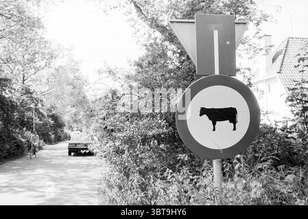 Les vaches sont interdites Tetterodeweg Overveen Borden Overveen Tetterodeweg, Whizgle News, Dutch Desk, pays-Bas, 1950 - 2000 on 12-07-1987. L'image inclut ces rubriques. La scène présente un cadre rural tranquille, caractérisé par une route sinueuse flanquée de verdure luxuriante. À gauche, deux personnages sur des vélos pédalent tranquillement le long du chemin, suggérant une activité paisible l'après-midi. A droite, une voiture vintage passe, sa présence ajoutant une touche de nostalgie au paysage. En évidence, un panneau de signalisation circulaire représentant la silhouette d'une vache, qui sert de foc intrigant Banque D'Images