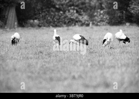 Storks lisse, Whizgle News, Dutch Desk, pays-Bas, 1950 - 2000 le 01-08-1991. L'image contient ces rubriques. La scène représente un champ herbeux, luxuriant et verdoyant, s'étendant sous une lumière silencieuse, suggérant un ciel couvert ou la douce lueur du crépuscule. Au premier plan, cinq cigognes sont présentes, chacune engagée dans la recherche de nourriture. Leur plumage est principalement blanc, avec des accents noirs frappants sur leurs ailes et leurs queues, créant un beau contraste avec le vert de l'herbe. Les cigognes varient légèrement dans leurs positions et postures ; certaines sont pliées bas en picotant au sol, tandis que d'autres s. Banque D'Images