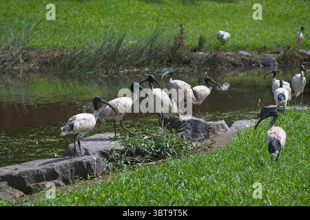 Ibis à tête noire assis au bord du lac. Banque D'Images
