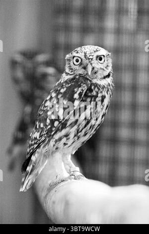 Little Owls The Zilk de Zilk, Whizgle News, Dutch Desk, pays-Bas, 1950 - 2000 le 29-03-1995. Ces rubriques sont illustrées dans l'image. La scène présente un petit hibou charmant perché sur une branche rustique et naturelle. Ses plumes présentent un mélange de bruns terreux, de crèmes et de gris doux, créant un motif qui se marie magnifiquement avec l'environnement. Les grands yeux ronds du hibou sont étonnamment expressifs, rayonnant un sentiment de curiosité et d'intelligence. La tête de l'oiseau est légèrement inclinée, améliorant son comportement curieux. En arrière-plan, des silhouettes subtilement floues de chouettes supplémentaires peuvent être se Banque D'Images