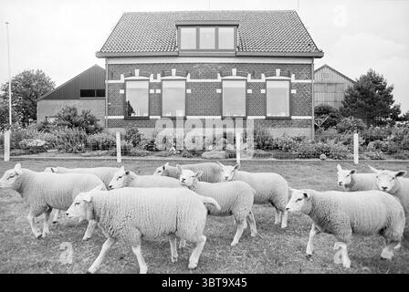 Farm Hillegommerdijk 455 Beinsdorp Hillegommerdijk, Whizgle News, Dutch Desk, pays-Bas, 1950 - 2000 on 06-07-1990. Ce sont les éléments de l'image. Dans un cadre rural serein, une maison en briques pittoresque se tient en évidence, caractérisée par ses fenêtres soigneusement agencées et son toit à pignons distinctif. La façade est ornée de fenêtres à cadre blanc qui reflètent la lumière douce et diffuse du ciel couvert, donnant une ambiance confortable mais légèrement sombre. Autour de la maison, une végétation luxuriante ajoute une touche de vie, avec un jardin bien entretenu visible au premier plan, mettant en valeur les verts vibrants de Banque D'Images