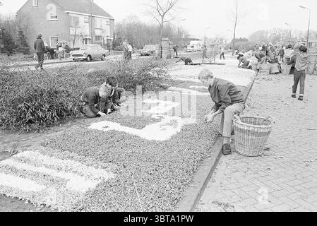 Création d'une mosaïque de fleurs, Whizgle News, Dutch Desk, pays-Bas, 1950 - 2000 sur 04-1969. L'image inclut ces rubriques. La scène capture un cadre extérieur animé, probablement lors d'un événement ou d'un festival axé sur la décoration florale. Au premier plan, deux personnes travaillent intensément sur l'artisanat de dessins avec des matériaux délicats et blancs étalés sur le sol. Un homme, vêtu d'une veste sombre, s'agenouille à gauche, plaçant soigneusement les matériaux tandis qu'un autre personnage à droite, portant des vêtements plus légers, est engagé dans une tâche similaire, mettant en valeur un effort de collaboration. En arrière-plan, v Banque D'Images