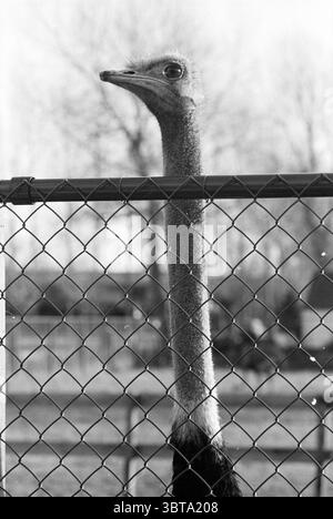 Élevage d'autruches Velserbroek, Whizgle News, Dutch Desk, pays-Bas, 1950 - 2000 sur 13-12-1993. Voici les rubriques de l'image. La scène présente une autruche positionnée en évidence au premier plan, son long cou s'étendant vers le haut et légèrement sur le côté. La tête de l'oiseau est étroite avec un profil distinctif, mettant en valeur ses yeux vifs et un bec court. Le plumage autour de son cou passe d'une teinte plus foncée à la base à un ton plus clair, presque argenté près de la tête. En arrière-plan, une clôture à maillons de chaîne court verticalement, segmentée en losanges qui créent un motif en forme de grille, ajouter Banque D'Images