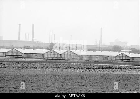 Serres Heemskerk avec hauts fourneaux hauts fourneaux serres Heemskerk, Whizgle News, Dutch Desk, pays-Bas, 1950 - 2000 on 16-05-1980. Ce sont les éléments de l'image. La scène représente une série de structures de serre alignées en une rangée, leurs panneaux de verre reflétant la lumière silencieuse. Ces serres, caractérisées par leurs toits trapézoïdaux, sont situées sur un terrain en pente douce. Le sol semble cultivé, avec des rangées de sol sombre qui indiquent une activité agricole. En arrière-plan, une vaste zone industrielle se dessine, avec de grandes cheminées qui s'étendent dans l'horizon, le Banque D'Images